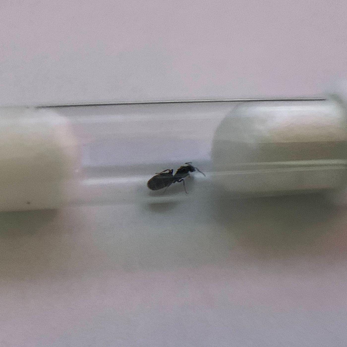 Iridomyrmex sp.
