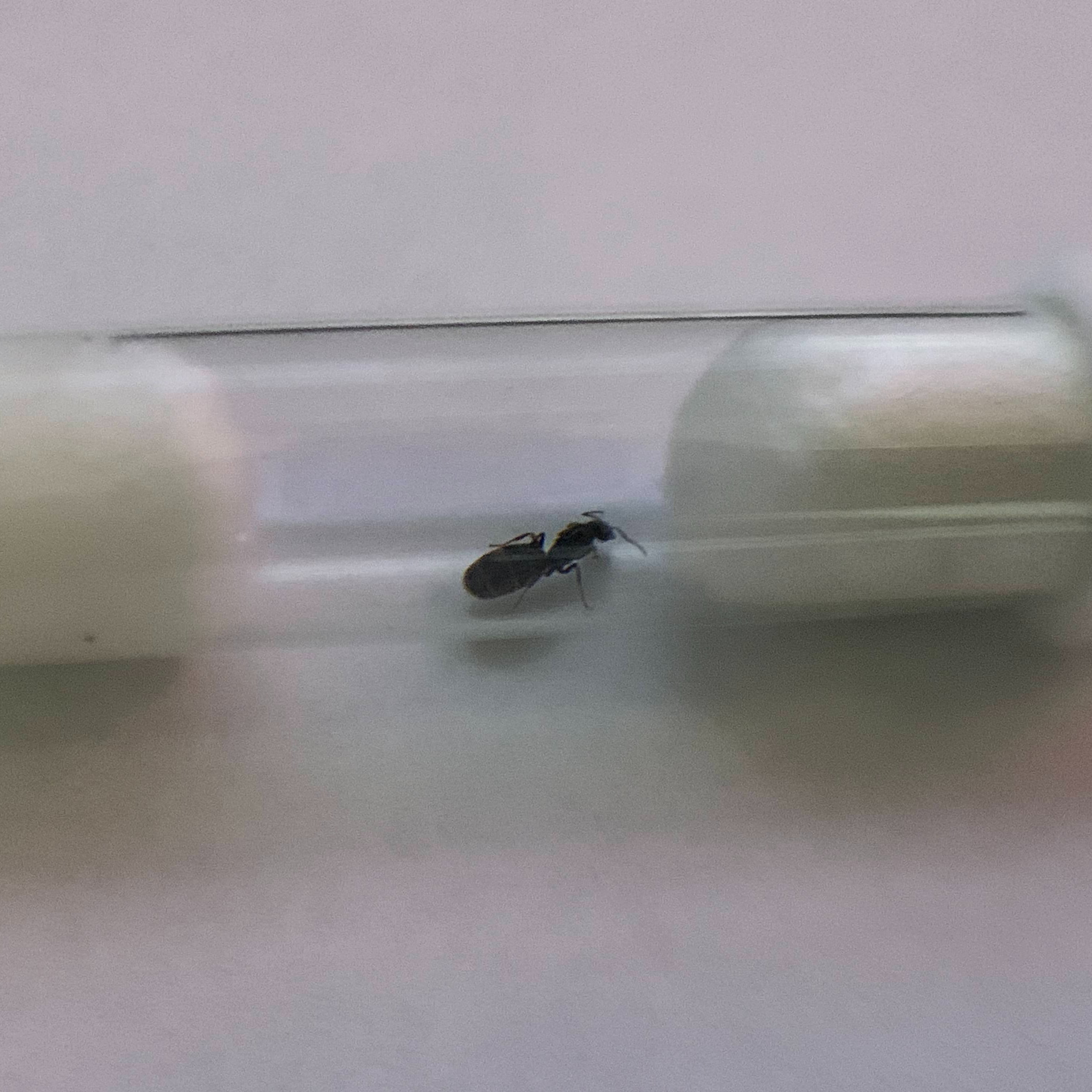Iridomyrmex sp.