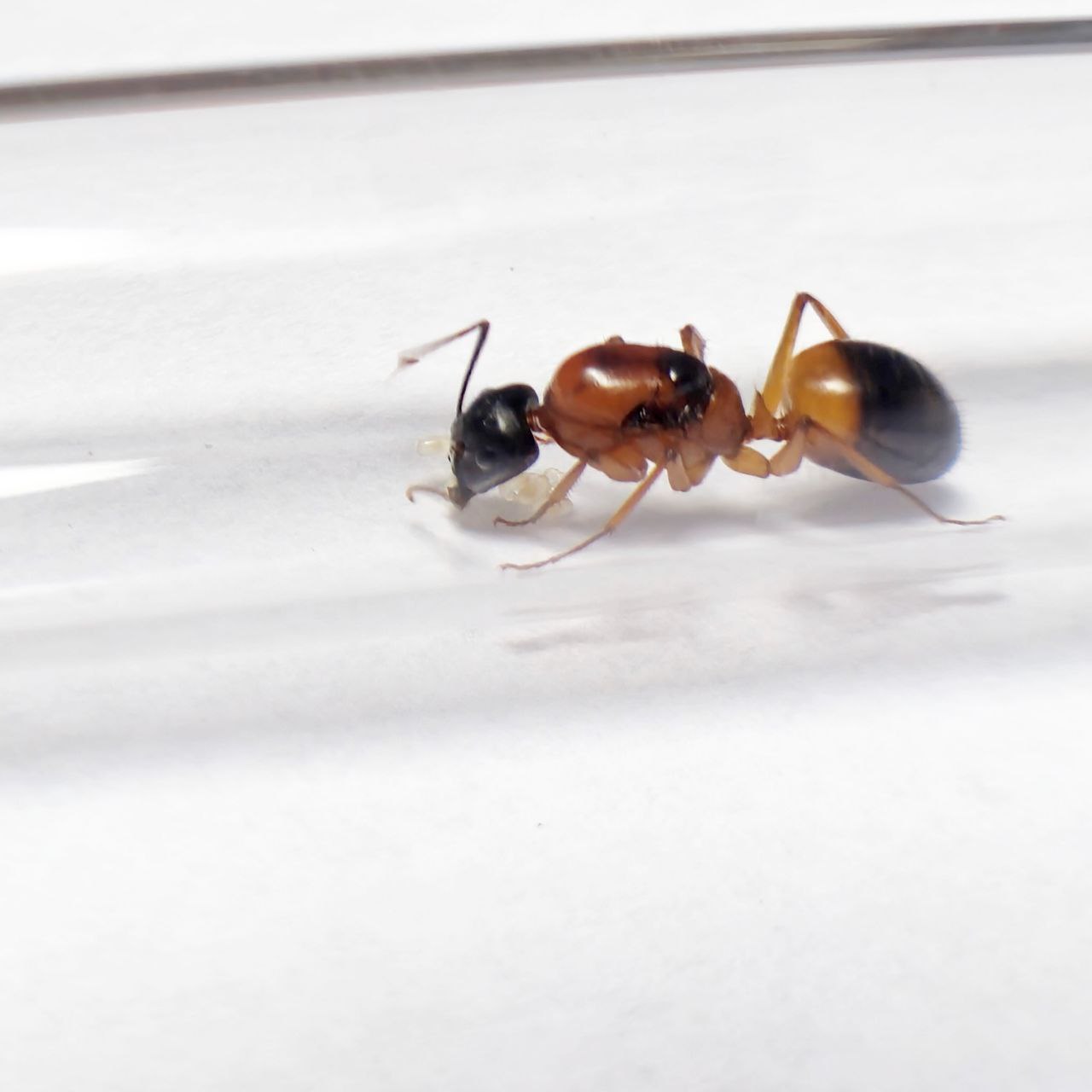Camponotus Consobrinus
